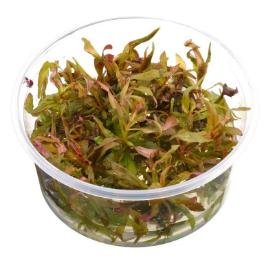 Погостемон Эустералис стеллата (меристемное растение)